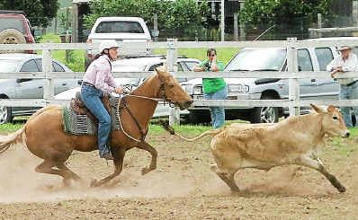 CAMPDRAFT ACTION: Amanda McArthur in action during the Mary Valley Campdraft at the weekend. CAMPDRAFT ACTION: Amanda McArthur in action during the Mary Valley Campdraft at the weekend.